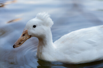 white duck floats on the water lake