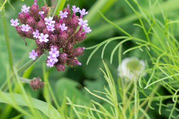 正に花笠　小さな花が無数に咲く紫色のヤナギハナガサ