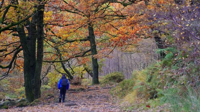 A young boy, with backpack camera and tripod in hand, walking through a tranquil autumn-winter woodland with a meandering stream. Outdoor photography.