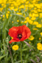 Fototapeta premium Mohnblumen