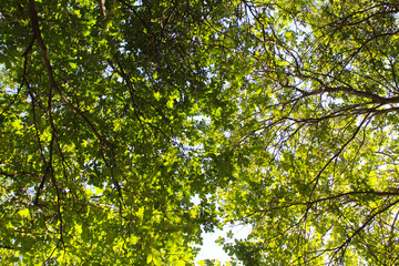 green leaves and sun