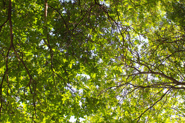 green leaves in the sun