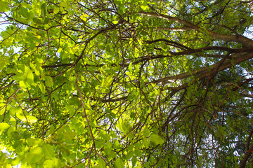 branches with green leaves of a walnut tree