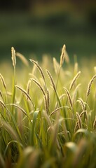 Lush and Soft Grass: A Tranquil Outdoor Experience