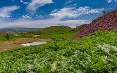 Conwy Mountain with the wild welsh ponies and heather out