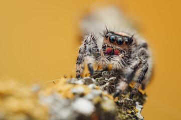 Close-up of Jumping Spider with Blurred Yellow Background