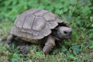 Land tortoise of the species Chelonoidis chilensis in the garden of a house. Species of Argentine tortoise that is in danger of extinction. Chelonian reptile. Turtle shell and body in brown colors.
