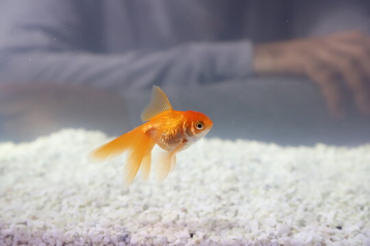 Veiltail Goldfish (Carassius auratus) swimming in fish tank with a person watching it. Orange fish in aquarium. Aquatic fauna.
