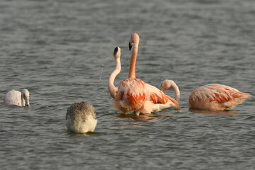 Flamingo in the lake