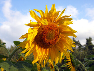 A yellow ripe sunflower blooms in a field against a background of blue sky and forest. Agriculture, harvesting, farming, industry