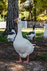 White geese graze on a green meadow in public park