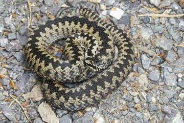 Vipera berus, also known as the common European adder