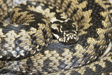Vipera berus, also known as the common European adder
