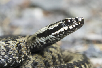 Vipera berus, also known as the common European adder