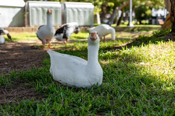 White geese graze on a green meadow in public park