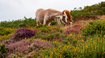 Conwy Mountain with the wild welsh ponies and heather out