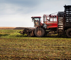 beet harvester with belt loading in the process of harvesting