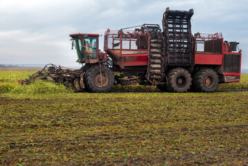 Obraz premium beet harvester in the process of harvesting at autumn