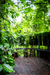 Wide bench on wooden floor among large plants, forest view, focal photo