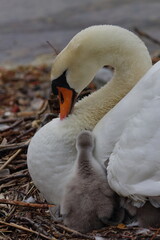 mute swan