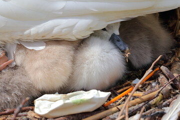 mute swan