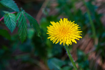 A lonely dandelion in a forest clearing