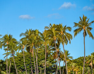 Coconut Grove Under Blue Skies in Hawaii.