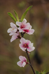 peach flowers on the branch closeup