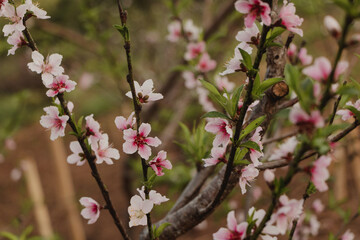 peach flowers on the branch