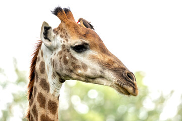 Naklejka premium Portrait of a Giraffe with a red-billed oxpecker (Buphagus erythrorynchus) in Kruger National Park in South Africa 