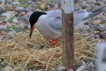tern parent