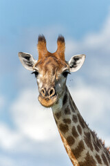 Portrait of a Giraffe in Kruger National Park  in South Africa 