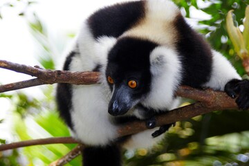 Madagascar, Black and white ruffed lemur or Varecia variegata, a species of the lemur family
