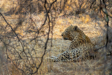 Lying male African leopard in Namibia, Africa