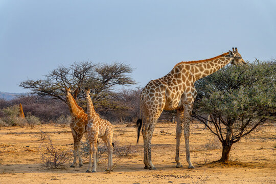 Photo of two cute baby giraffes with her mother in the savanna, giraffe family, wildlife and game drive in Namibia, Africa