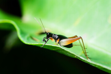 Small black crickets in nature.