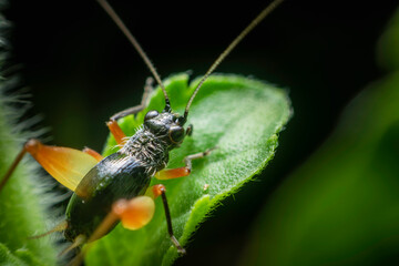 Small black crickets in nature.