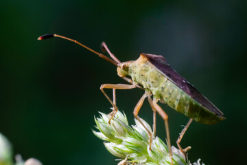 Small beetle and flower in nature