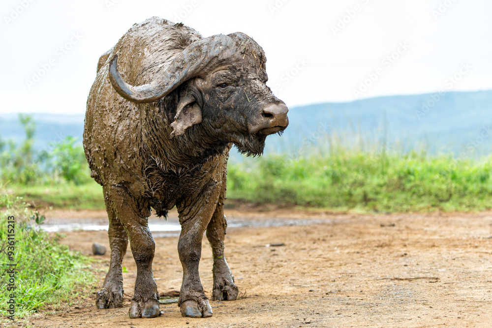 Poster Old Affrican Buffalo (Syncerus caffer) bull walking after a mud bath in Hluhluwe Imfolozi National Park in South Africa