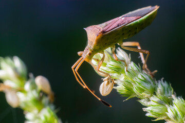 Small beetle and flower in nature