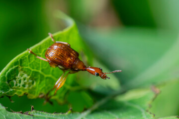 Small orange insects in nature