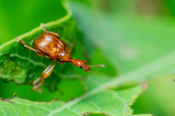 Small orange insects in nature
