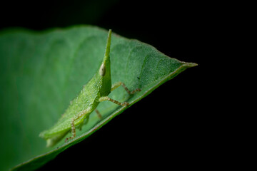 Little green grasshopper in the field
