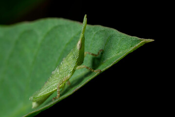 Little green grasshopper in the field