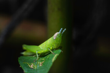 Little green grasshopper in the field