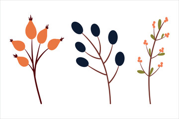 Set of berries vector illustration, rose hips, honeysuckle
