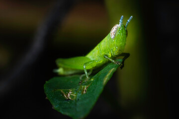 Little green grasshopper in the field