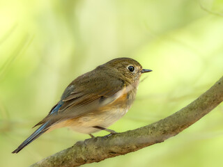 森の中の暗い木陰で枝に留まって周りを見渡しているルリビタキ