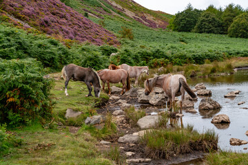 Conwy Mountain with the wild welsh ponies and heather out