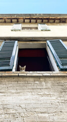 curious cat at the window